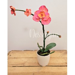 Orchidée rose avec son pot