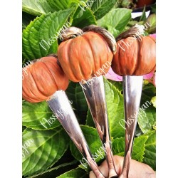 Petite cuillère citrouille d'automne